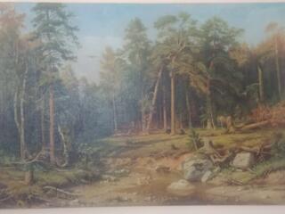 Сосновый бор. Лесной ручей. Деревенский пейзаж с коровами. Лоси.