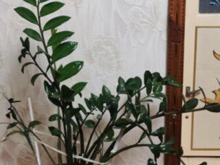 Шикарный замиокулькас (долларовое дерево)