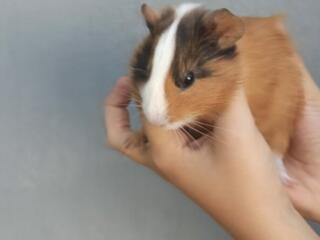 Продаются морские свинки