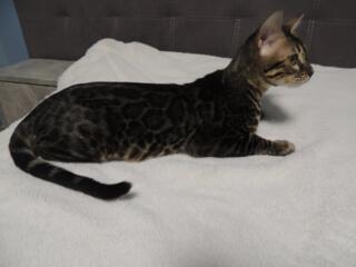 Бенгальская кошка