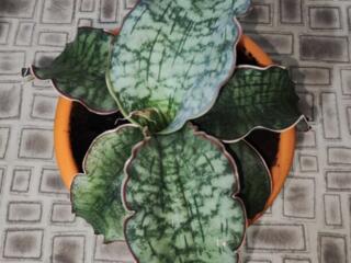 Редкая сортовая сансевьерия Кирки