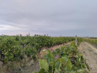 Продам виноград Молдова