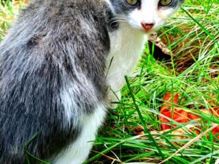 Бельцы. Котята 2 шт.