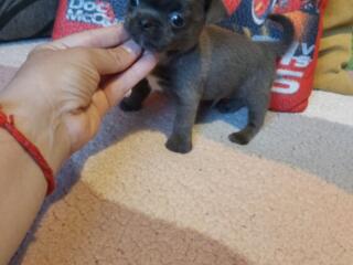 Породные Цветные Чихуахуа.