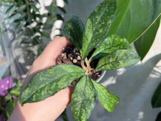 Продам комнатные растения