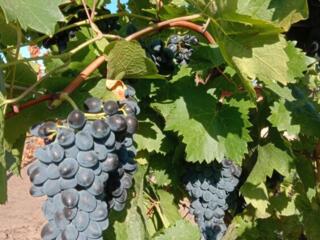 Продам виноград Молдова