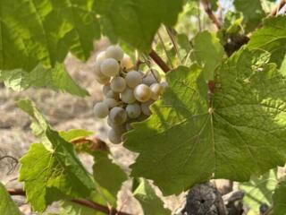 Белый виноград Яловенский и 4 руб Молдова с поля на вино 9 руб. Кг
