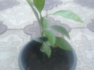 Саженцы мандарина и лимона возраст 9 мес.