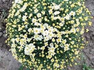 Продам хризантемы мультифлора.