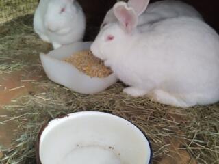 Продам кроликов