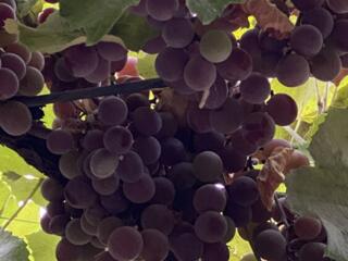 Виноград «Лидия» -5 руб. с. Владимировка