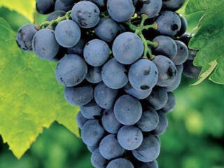 Продаю виноград