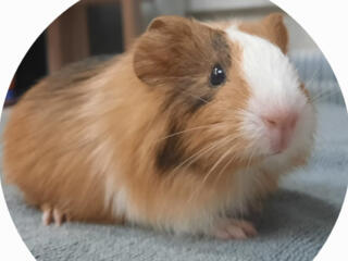 Морская свинка