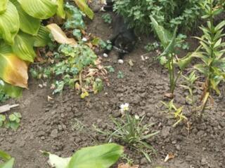 Земля плодородная с перегноем