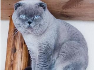 Элитный мальчик приглашает невест на вязку!