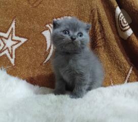 Продам недорого