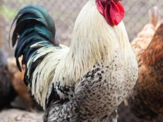 Продам мясо домашнего петуха.