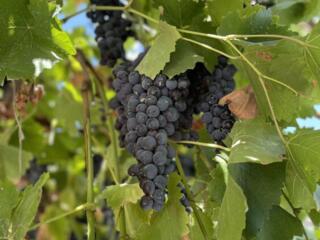 Продам виноград