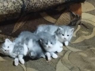 Продаются котята