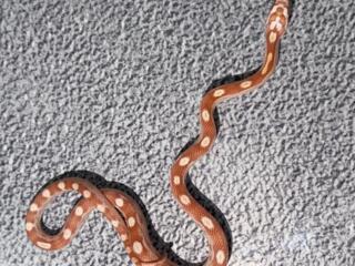 В продаже ручные змеи