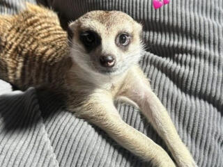 В продаже сурикаты