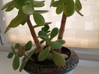 Продам денежные деревья.