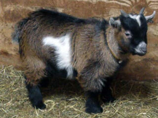 Покупаю камерунскую козу