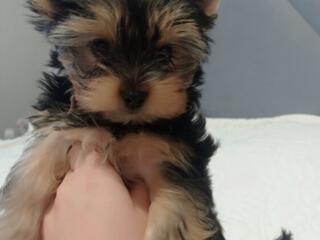 Щенки Йоркширского терьера