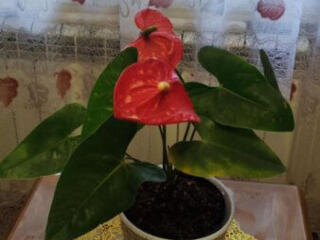 Продам цветок антуриум (мужское счастье)