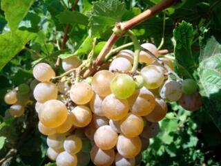 Продается белый виноград,, Золотой луч,, и черный виноград,, Зайбер,,