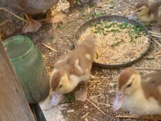 Продам утят индоуток