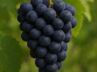 Продается свежий домашний виноград