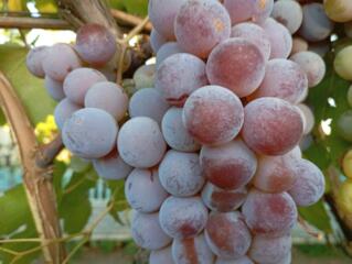 Продается винный виноград, Французская Лидия и Зайбер