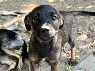 Малыши ищут дом