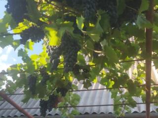 Продам виноград сорт "Молдова " 4 руб