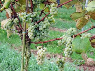 Виноград