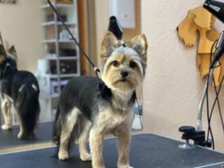 Стрижка собак, груминг.