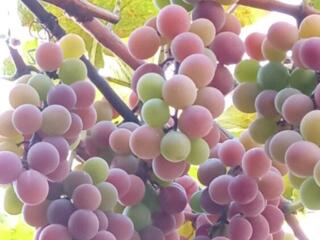 Продам ВИННЫЙ ВИНОГРАД. ЦЕНА ДОГОВОРНАЯ!!!