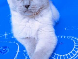 Племенной кот для вязки – Шотландский вислоухий Blue Point молодой, оп
