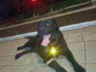 Продам Лабрадора Ретривера