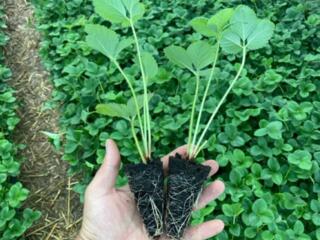 Rasad de capsuna! Pассада клубники!