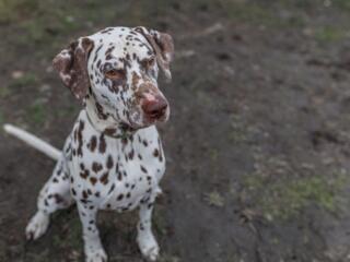 Долматинцы (2 мальчика) ищут девочку.