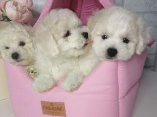 Мальтипу ф1