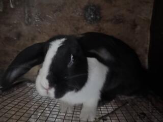 Продам трехмесячных кроликов