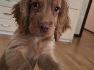 Vând Cocker Spaniel