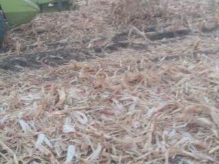 Продам Тюки Шоломыня кукурузы