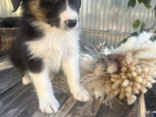 Бордер Колли