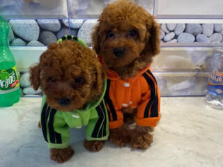 Щенки той пуделя