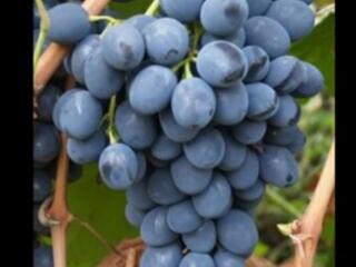 Продам виноград с арки Молдова