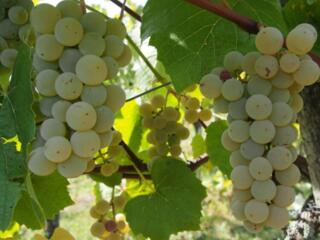 Продам винный виноград
